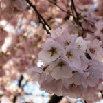 Branch Brook Park Bloom Fest 新澤西州櫻花節 (4/14) Branch Brook Park Bloom Fest 新澤西州櫻花節 (4/14)