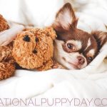 National Puppy Day 提醒大眾反思狗隻繁殖場的禍害 (3/23) National Puppy Day 提醒大眾反思狗隻繁殖場的禍害 (3/23)