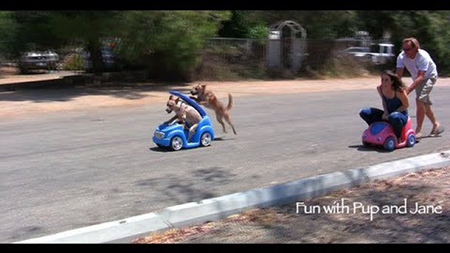 86f0af52d2066f5fb3f05e4363582ec7-car-push-race-dogs-vs-humans