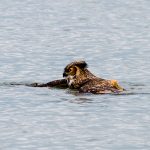 OMG!~密歇根湖惊现猫头鹰游泳的珍贵画面~（内附视频）