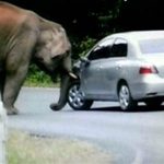 大象在汽车上大玩“平衡”，奇景被相机捕捉到~