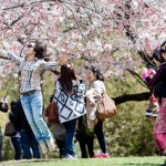 布魯克林植物園櫻花祭表演(4/25-26)