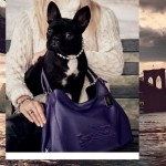 不止主人是明星！Lady Gaga 的小狗登上了名牌包包廣告