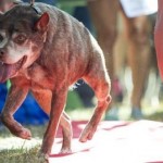 2015世界最醜狗狗大賽冠軍誕生！來看看這些長相奇特的狗狗們吧♥