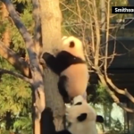熊貓寶寶首次爬樹瞬間被攝下（超有愛的！）