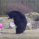 三隻黑熊初次接觸氣球  反應萌翻天讓人忍不住笑