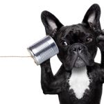 [聽動物溝通師聊動物]．An Animal whisperer 之一：動物溝通，取回原始本能的開始。