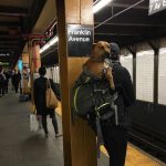 紐約地鐵🚇新條令，只能把狗狗塞進袋子才能讓寵物搭乘地鐵！然而扭腰人是這樣回應的。。。