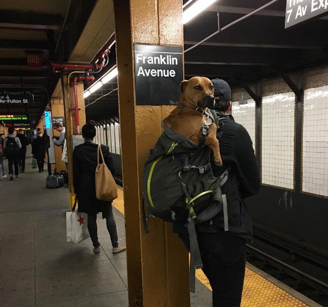 nyc-subway-bans-dogs-unless-they-fit-into-a-bag-and-this-is-how-new-yorkers-reacted-01-8