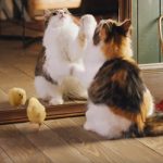 [影片]猫咪与小鸡展现友情，唯美画面超疗愈! 最后结局却令人感伤啊~
