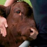 [小編報你知] 近日美國最火療癒系活動 – 摸牛!