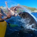 [有影片] 自然界的反撲! 海豹拿章魚打泛舟客臉!