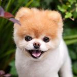 全球最可愛狗狗離世！網紅博美犬Boo終年12歲