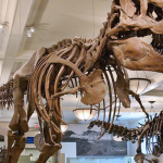 恐龍迷必去！紐約自然歷史博物館即將舉辦暴龍展