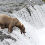[輕旅行] 全美最值得去的國家公園之一，阿拉斯加賞熊趣 Katmai National Park