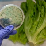 再有數十人受感染！加州蘿蔓生菜被驗出大腸桿菌
