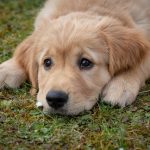 National Puppy Day 提醒大眾反思狗隻繁殖場的禍害 (3/23)