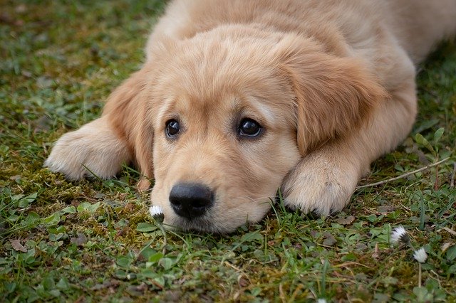 National Puppy Day 提醒大眾反思狗隻繁殖場的禍害 3 23 哇靠 紐約wacowny 吃貨 美食 旅游 電影 活動 找工作 購物 美妝 哇靠 紐約wacowny 吃貨 美食 旅游 電影 活動