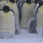 全球暖化海冰消融 皇帝企鵝2100年前恐瀕臨滅絕