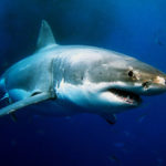 研究：大白鯊視力差 難辨衝浪者與海豹