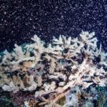 澳洲大堡礁珊瑚產卵大爆發 海底滿天星展現生機