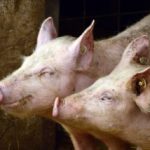 科學家成功恢復死豬細胞與器官 有望改寫死亡定義