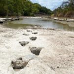 美國德州大旱 乾涸河床露出1.13億年前恐龍足跡
