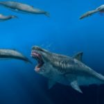 研究：巨齒鯊恐長逾20米 速度食量比想像更驚人