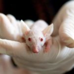 人類神經元成功植入鼠腦 美研究盼測試阿茲海默症新療法