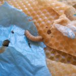 大蠟蛾幼蟲唾液可分解聚乙烯 有助解決塑膠汙染