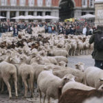 西班牙遷徙放牧節 「羊羊得意」占領馬德里街頭