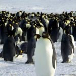 氣候變遷影響繁衍 美將皇帝企鵝列入保護名單