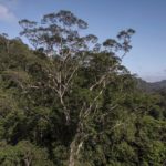 Amazon 森林「樹王」25層樓高 科學家估樹齡逾400歲