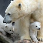 氣候變遷衝擊 加拿大北極熊5年減少逾1/4