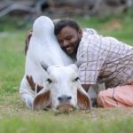 如何過西洋情人節 印度政府籲擁抱牛