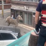 首爾動物園斑馬脫逃 車陣中奔跑上演街頭歷險記[影]