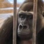 大猩猩被囚禁曼谷頂樓動物園逾30年 改善環境無期