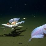 日本8336公尺深海蝸牛魚獲世界紀錄 專家：接近魚類生存極限