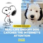 Snoopy 真實版 牧羊貴賓犬萌樣吸引逾21萬粉絲