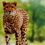 印度獵豹逃離國家公園 遊蕩5天平安救回