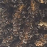 什么!!在房屋天花板内发现将近18万只蜜蜂🐝
