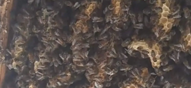 什么!!在房屋天花板内发现将近18万只蜜蜂🐝