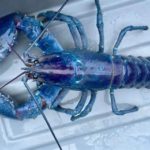 极其罕见的「棉花糖」色龙虾在新英格兰海岸被发现🦞