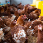 H5N1 高致病性禽流感病毒正在全美50個州擴散😱