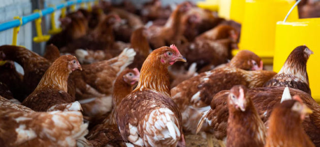 H5N1 高致病性禽流感病毒正在全美50個州擴散😱