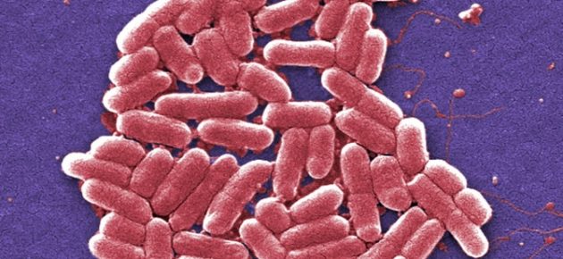 污水外洩導致太浩湖中大腸桿菌（E. coli）含量升高?!😱