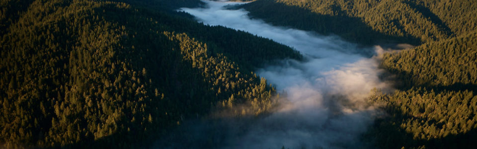 (Apple)蘋果公司致力於保護恢復加州紅杉森林 🌲