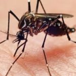當心⚠️蚊媒病毒「屈公病」睽違六年再度出現在美國!!