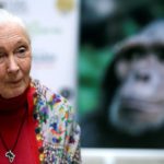 聞名世界的保育運動先驅珍古德博士(Dr. Jane Goodall)辭世😢