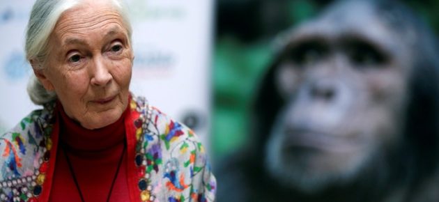 聞名世界的保育運動先驅珍古德博士(Dr. Jane Goodall)辭世😢